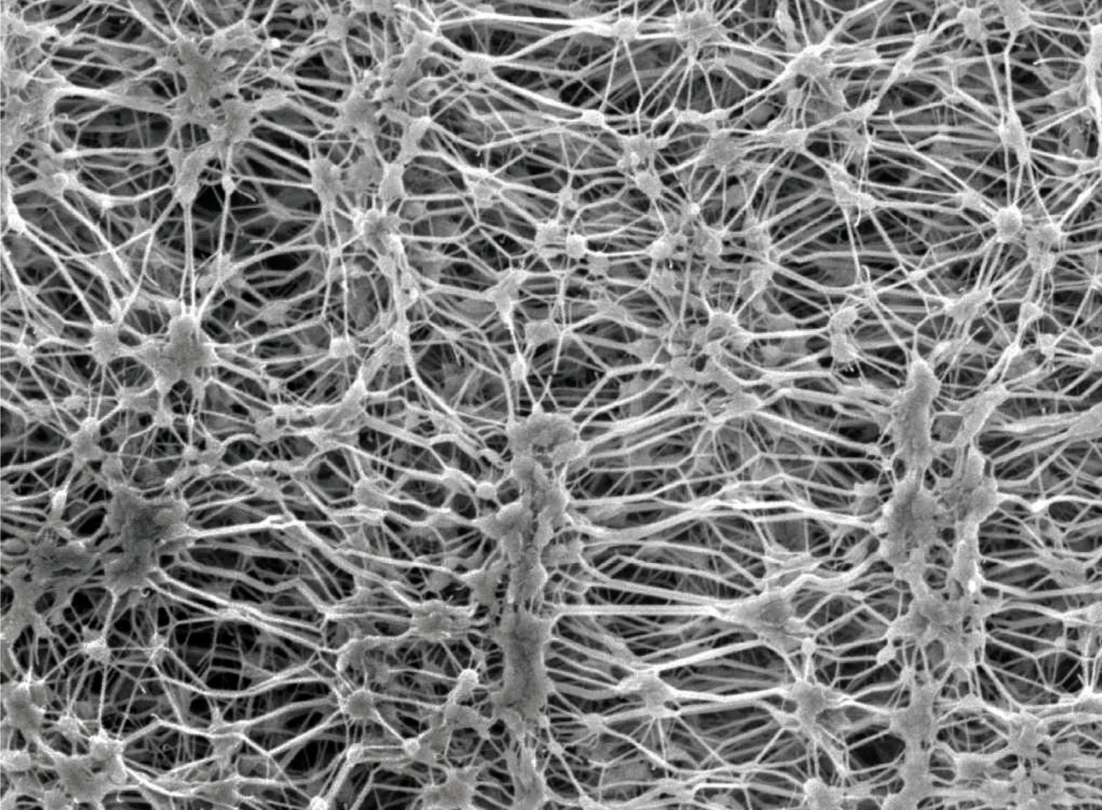 Magnified porous structure of a GORE-TEX membrane